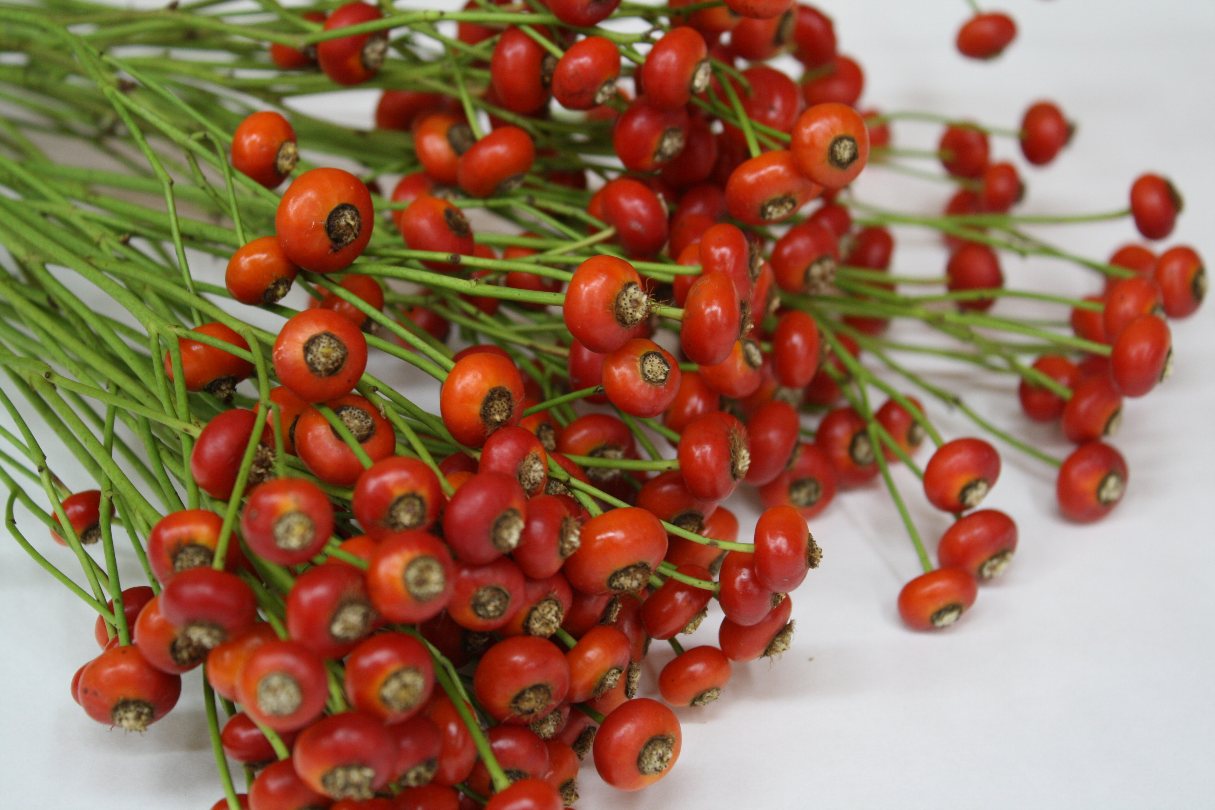 バラの実 センセーショナルファンタジー | FLORE21